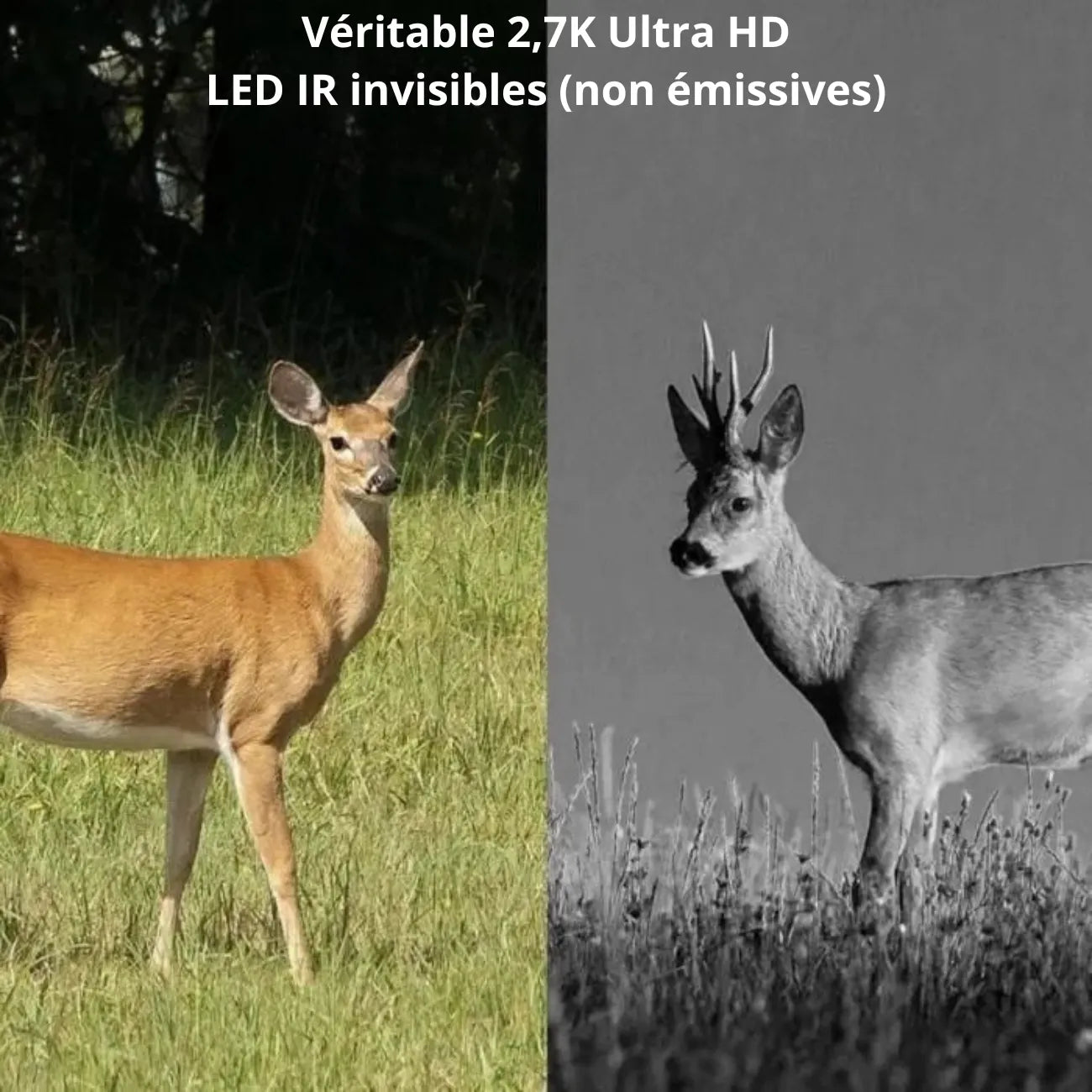 Wildkamera mit 4G & Solarbetrieb | Berggrat